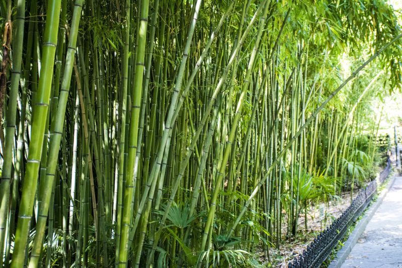 Bamboo Privacy Screen